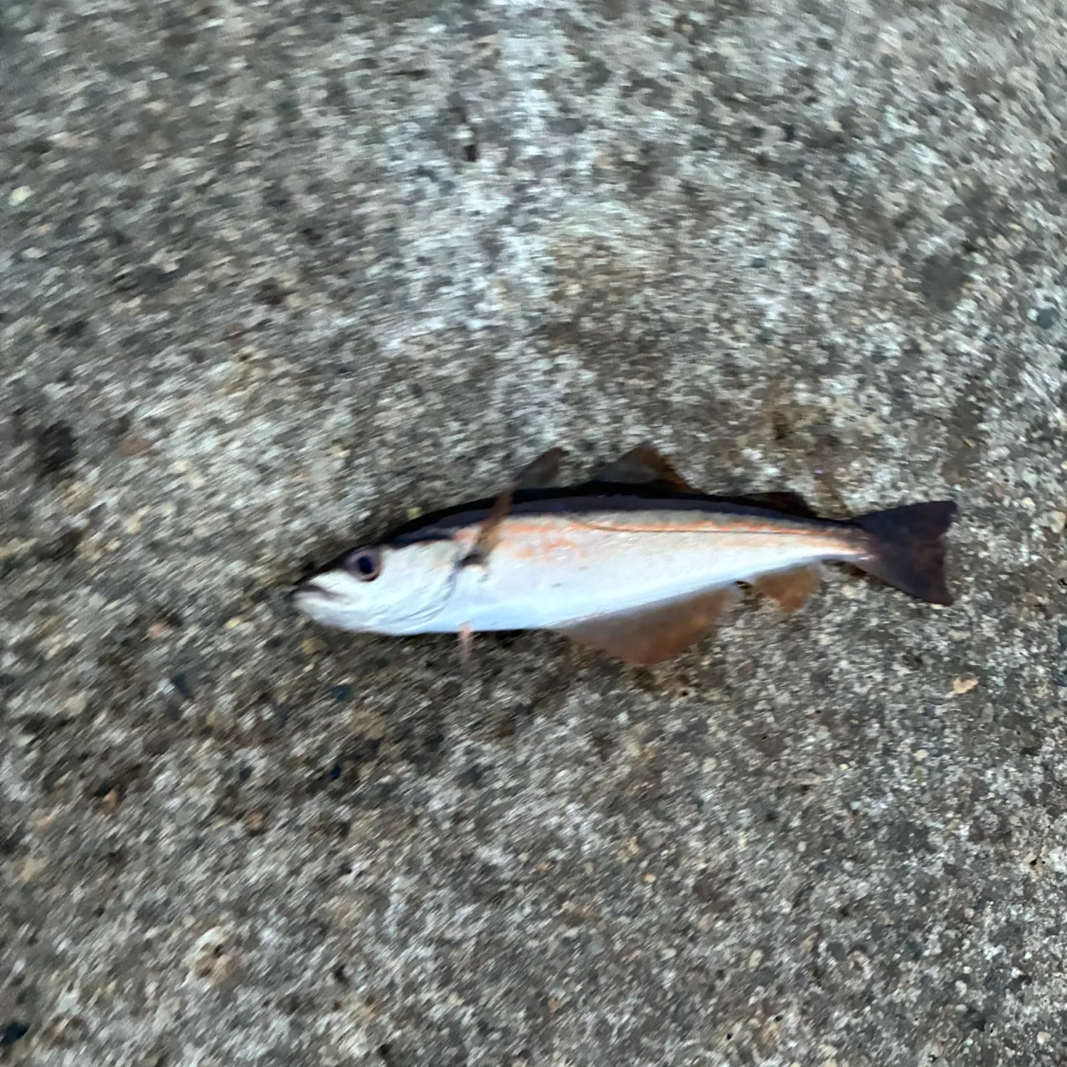 The most recent Pollack catches on Fishbrain