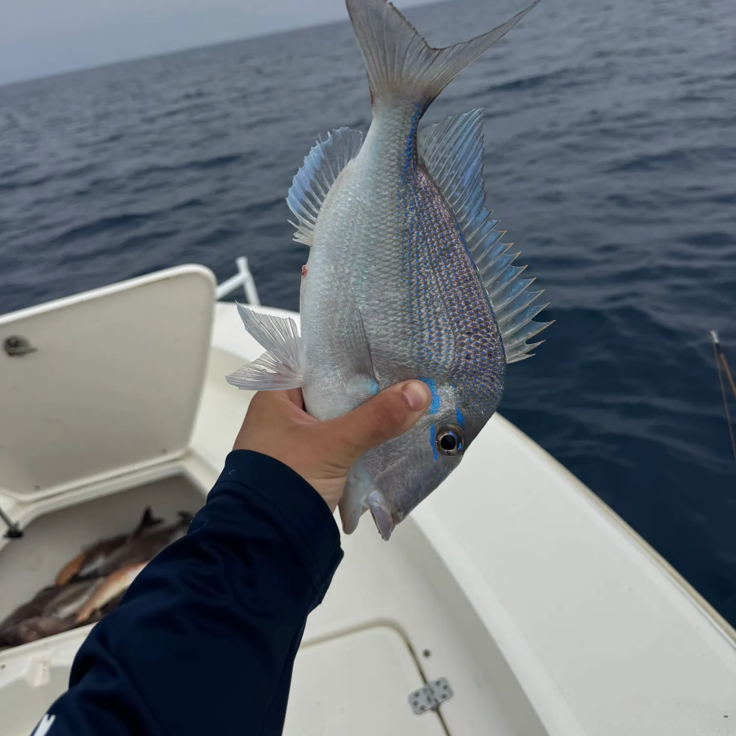 The most recent Scup catches on Fishbrain