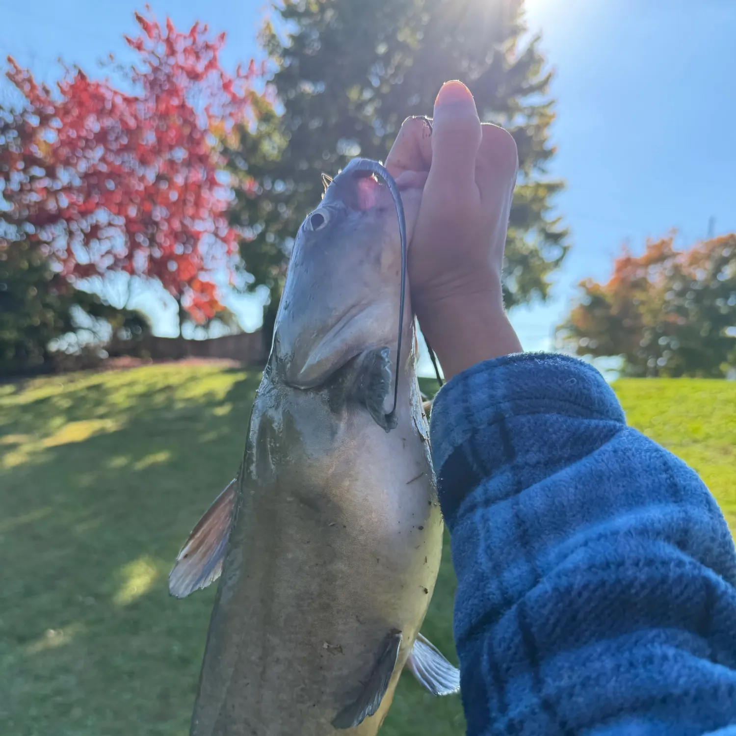 Channel catfish caught on Fishbrain