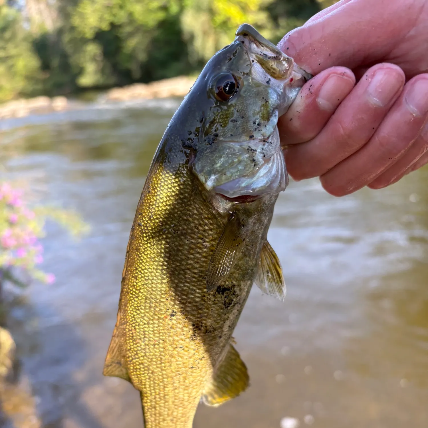 Smallmouth bass caught on Fishbrain
