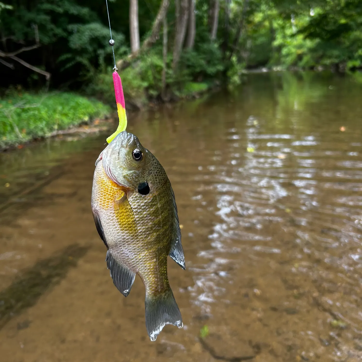 Bluegill caught on Fishbrain