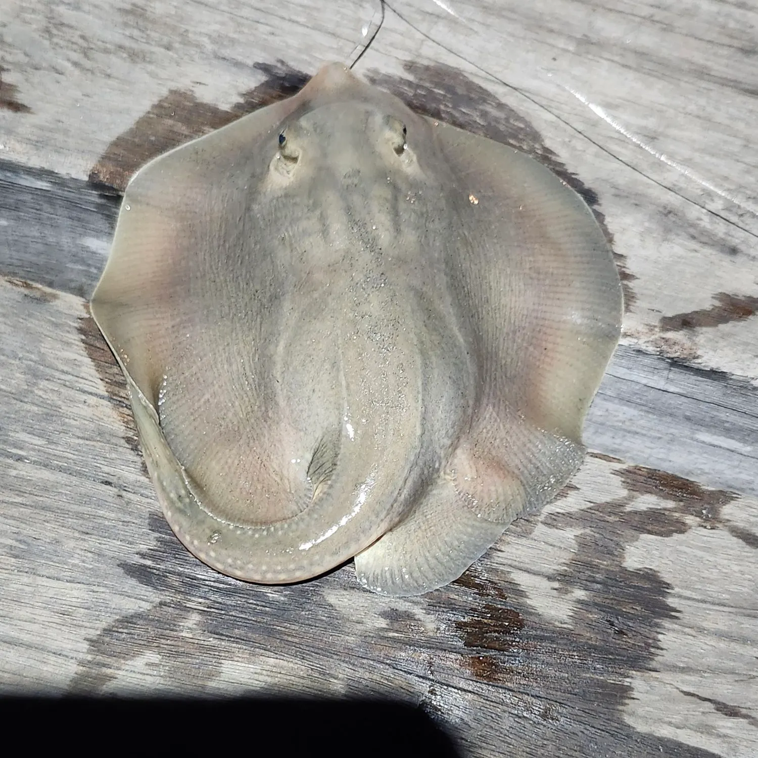 Haller's round ray caught on Fishbrain