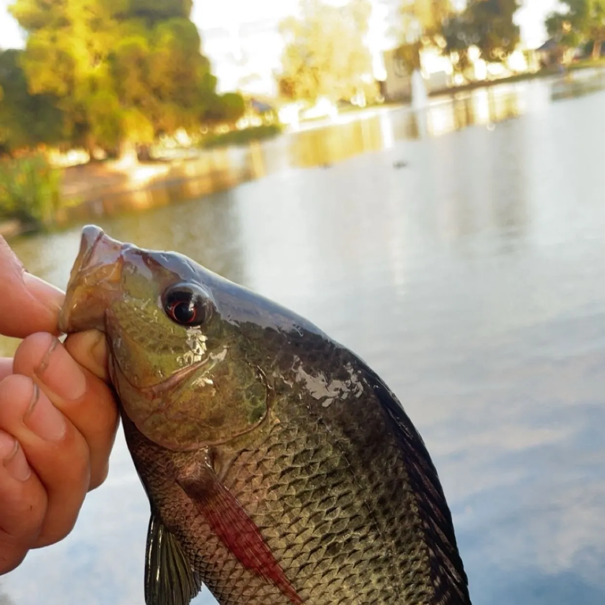 Nile tilapia caught on Fishbrain