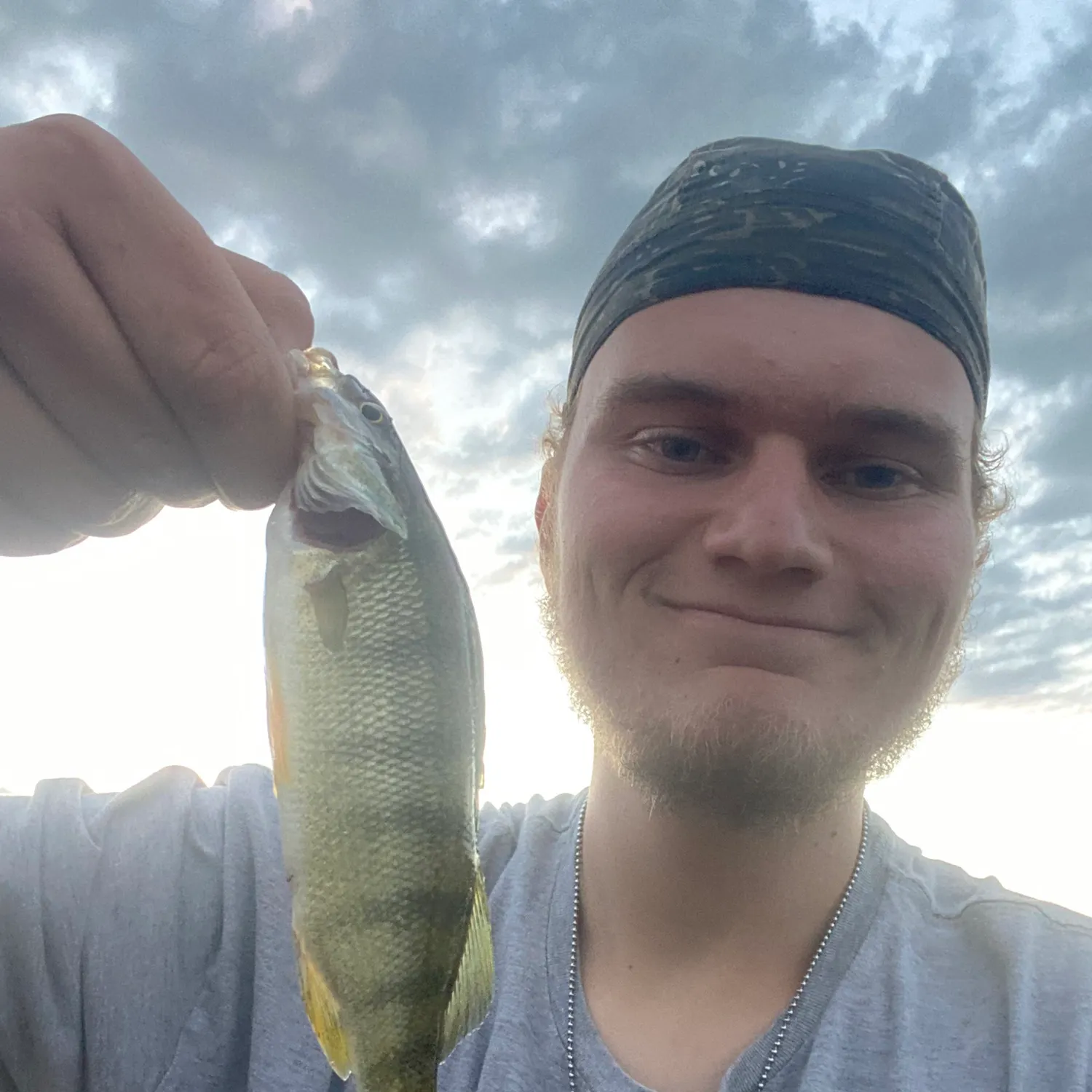 Yellow perch caught on Fishbrain