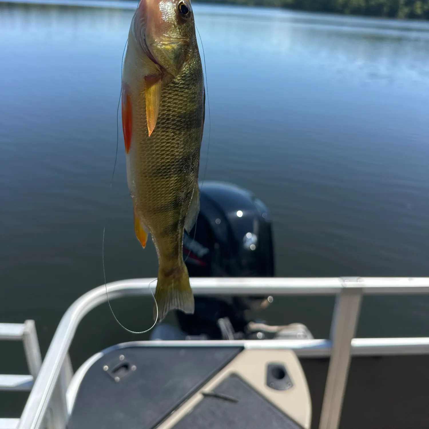 Yellow perch caught on Fishbrain