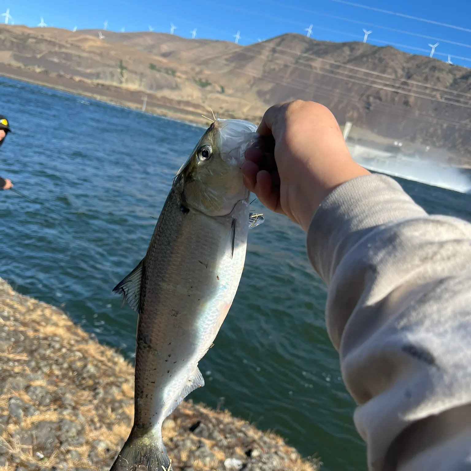 The most recent American shad catches on Fishbrain