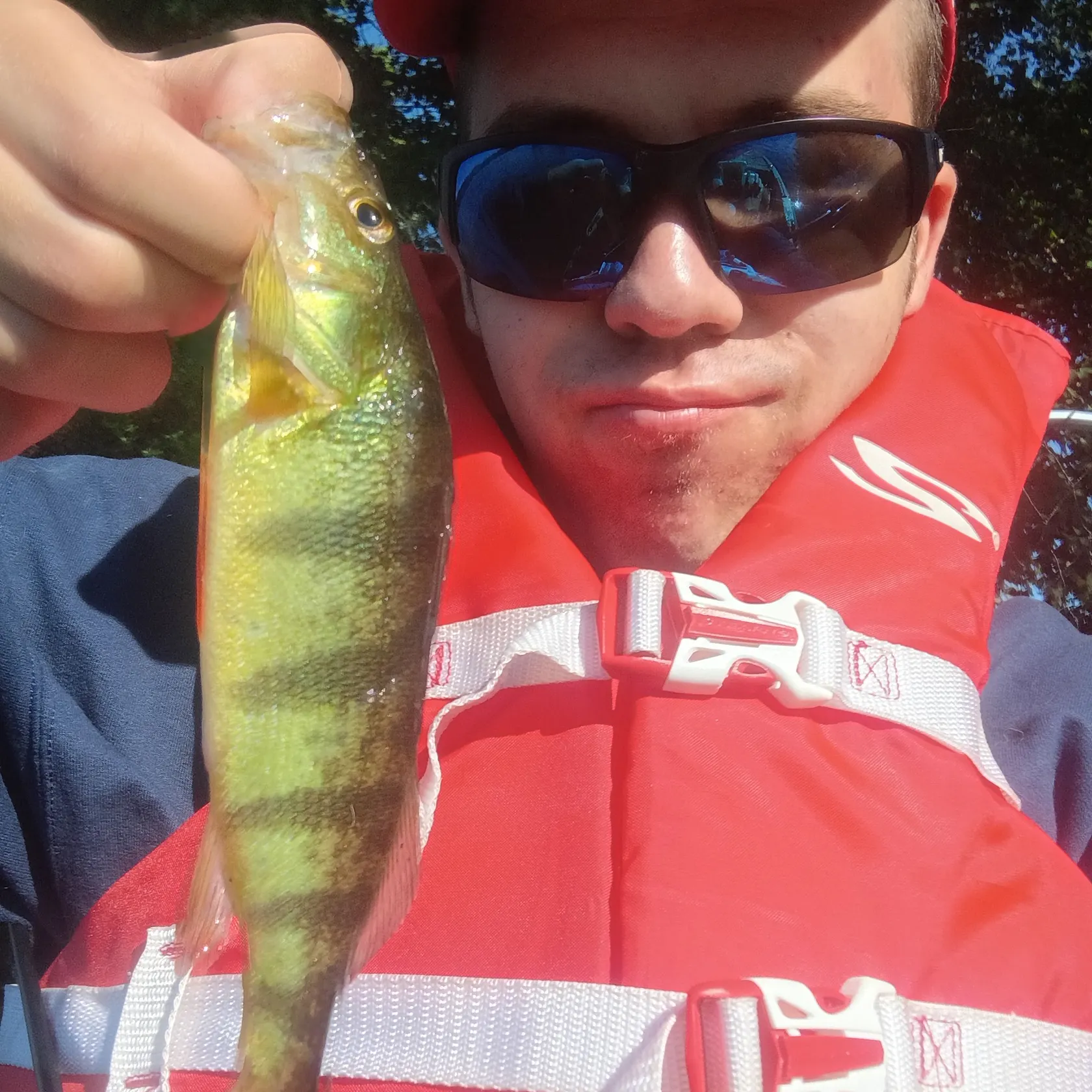 Yellow perch caught on Fishbrain