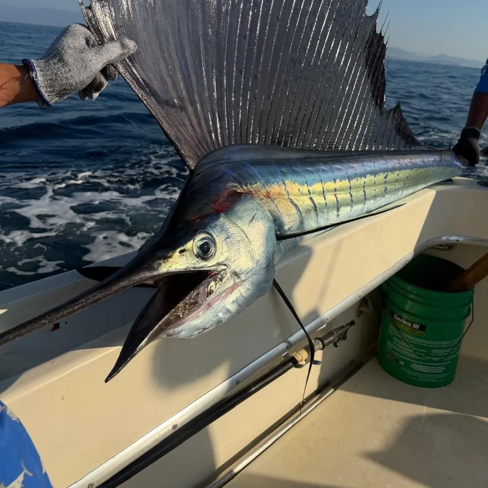 The most recent Indo-Pacific sailfish catches on Fishbrain