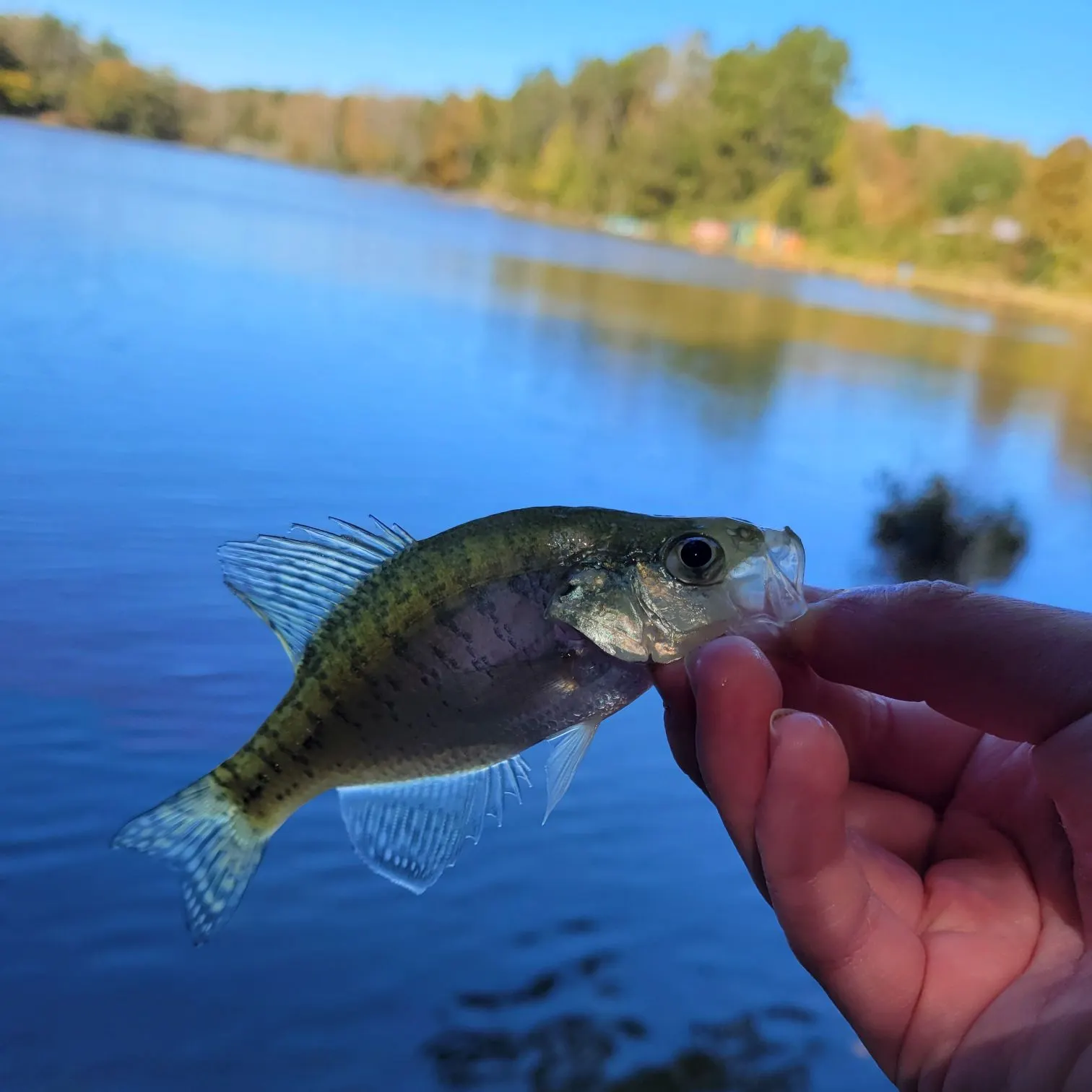 White crappie caught on Fishbrain