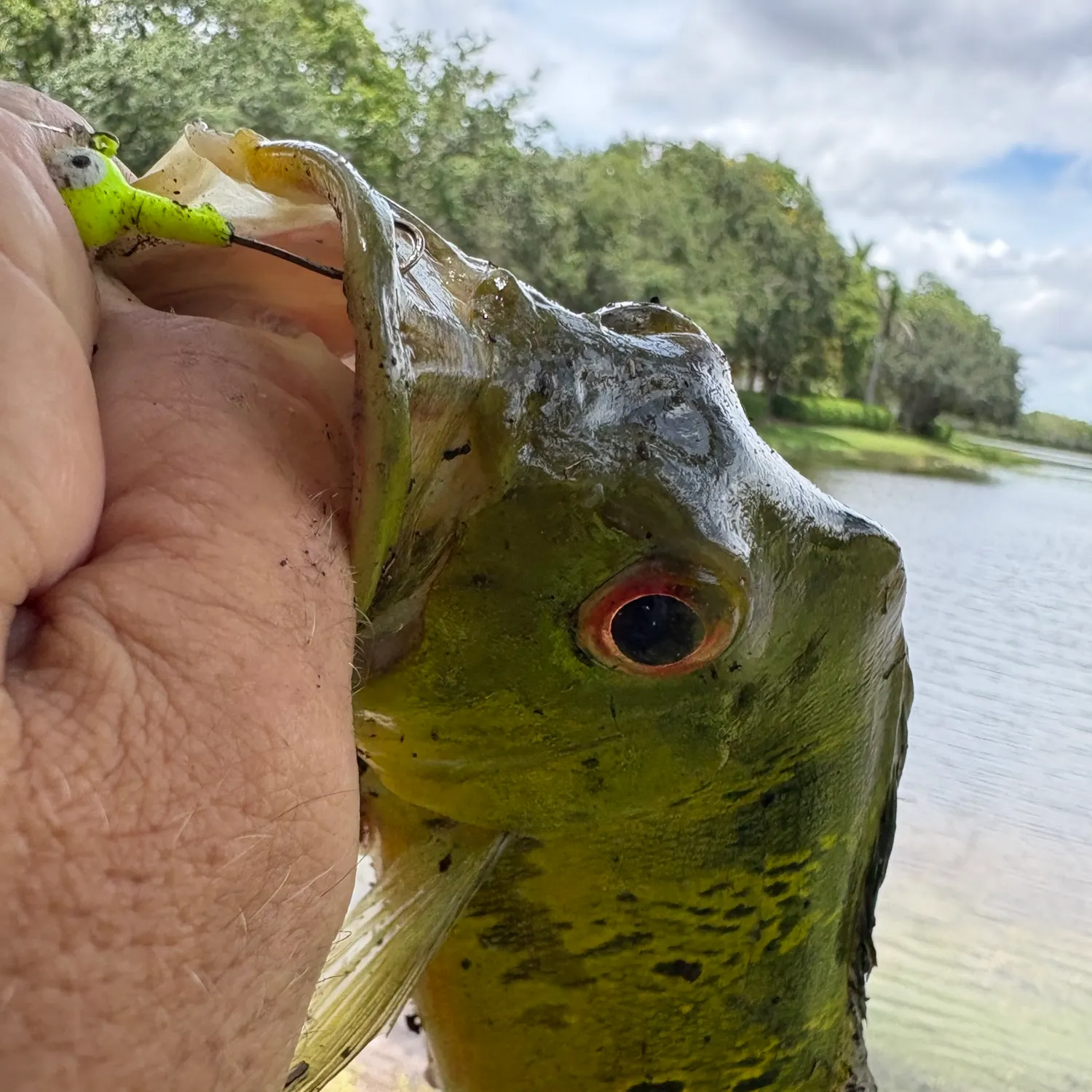 The most recent Butterfly peacock bass catches on Fishbrain