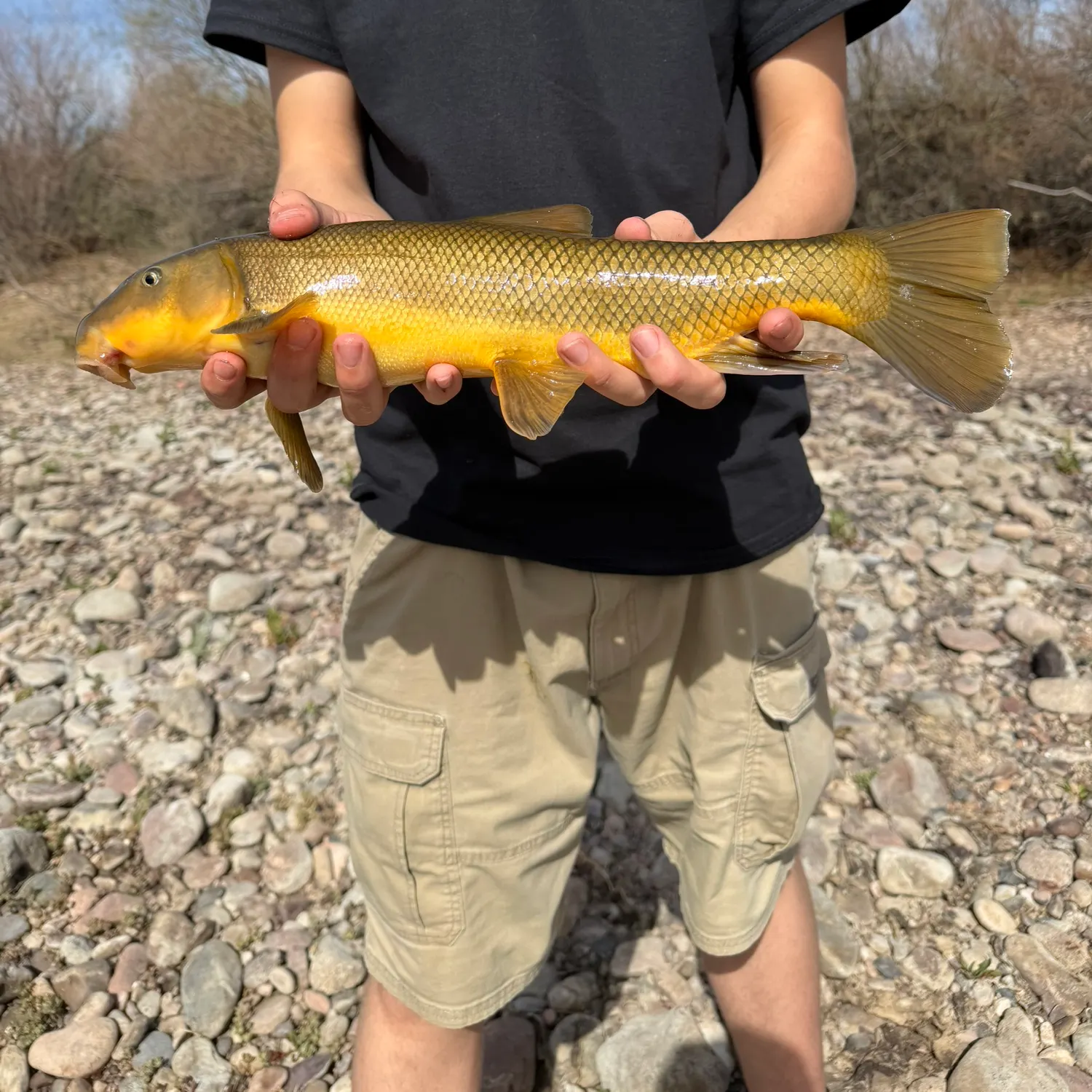 The most recent Sonora sucker catches on Fishbrain