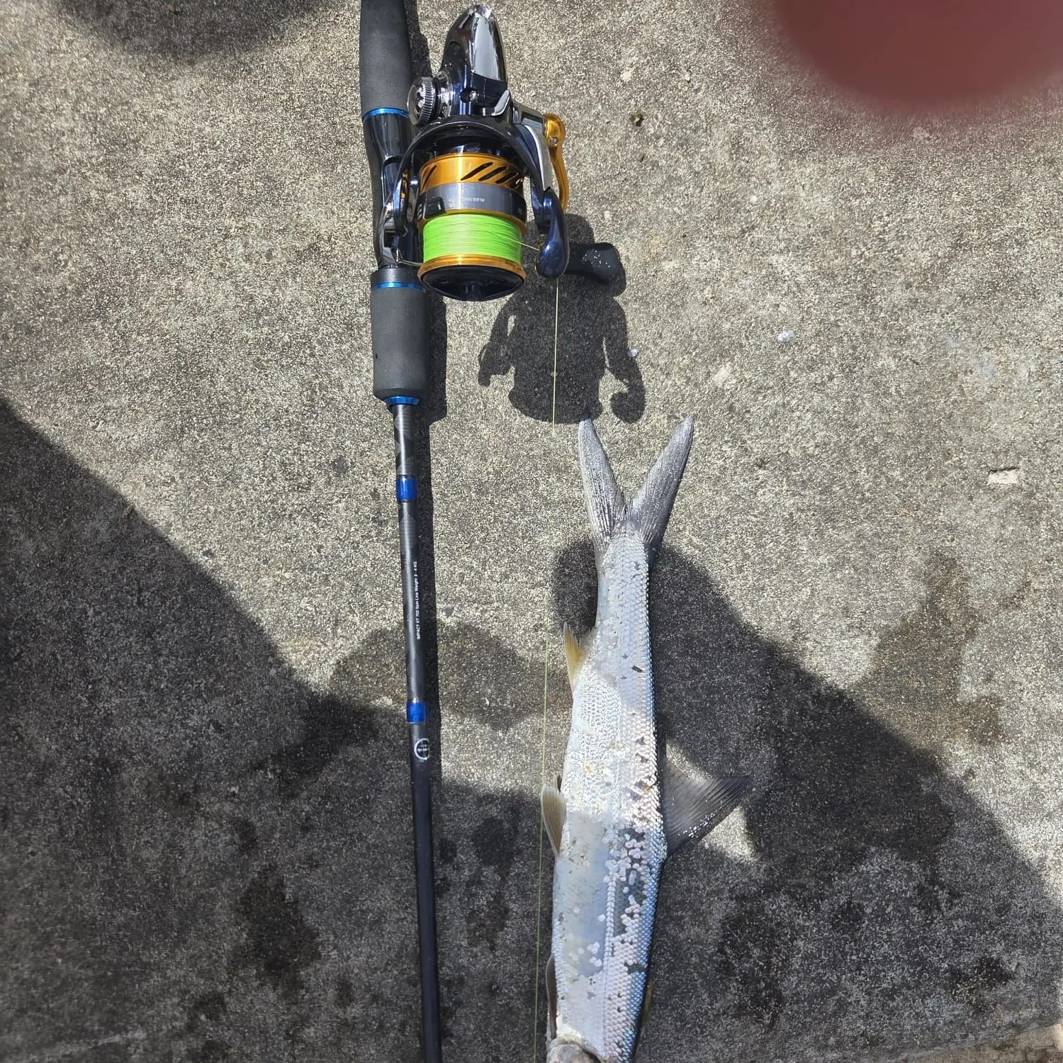 The most recent Hawaiian ladyfish catches on Fishbrain