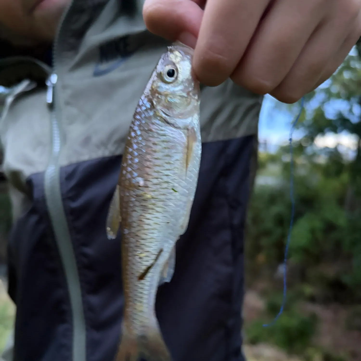 Silverjaw minnow caught on Fishbrain
