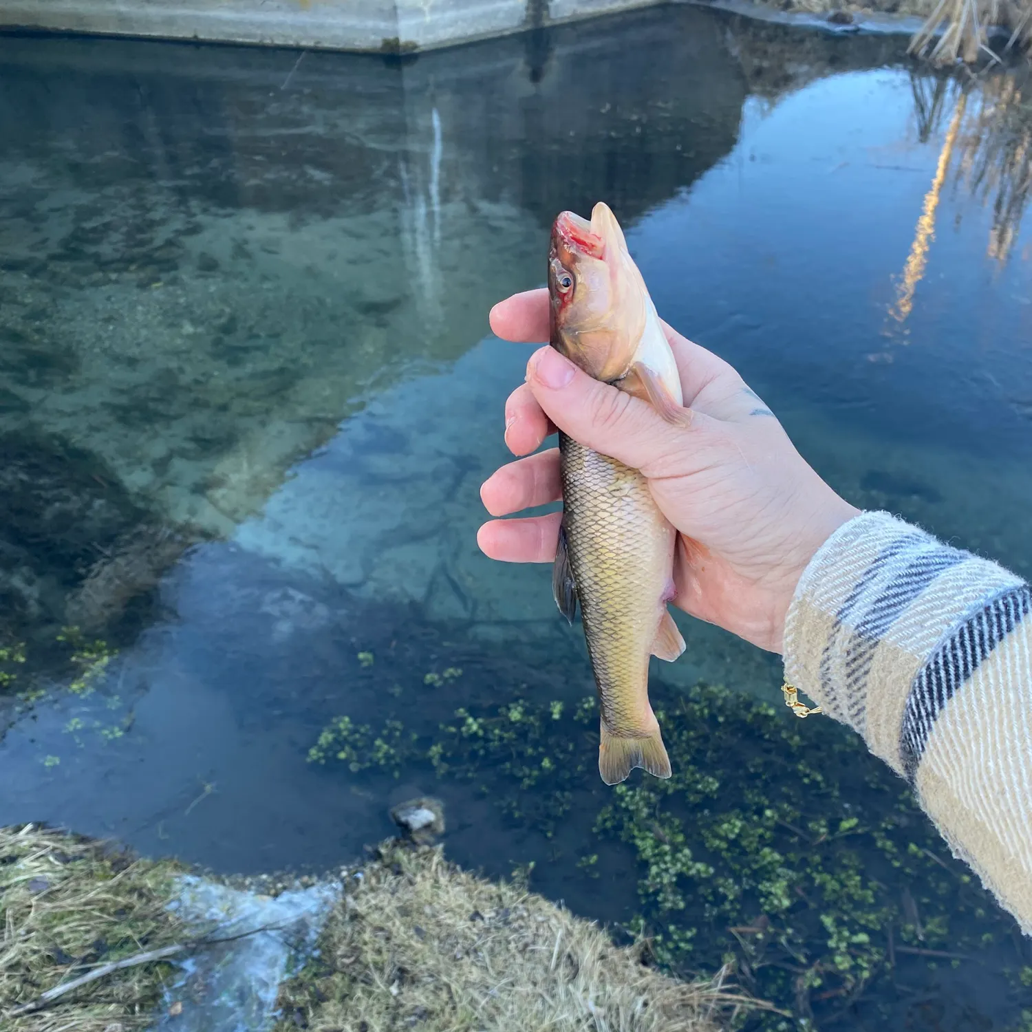 The most recent Creek chub catches on Fishbrain