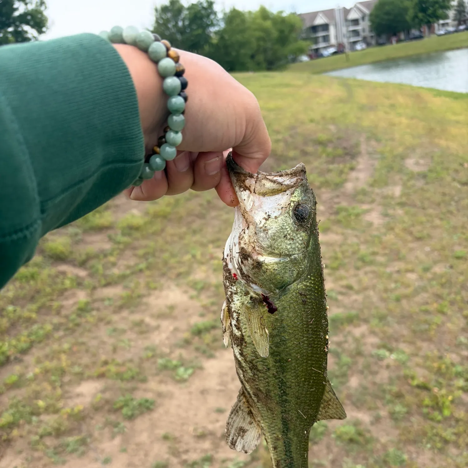 The most recent Largemouth bass catches on Fishbrain