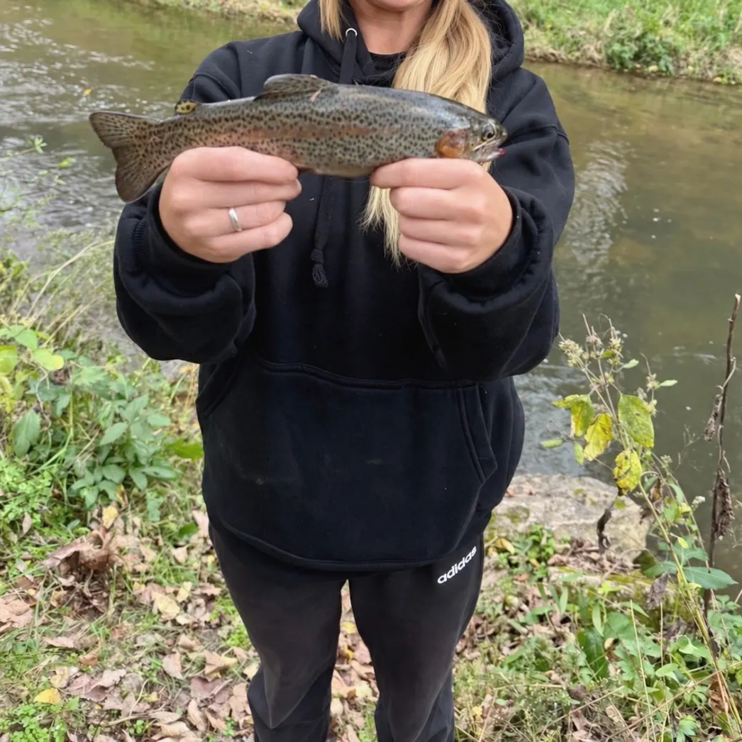 Rainbow trout caught on Fishbrain