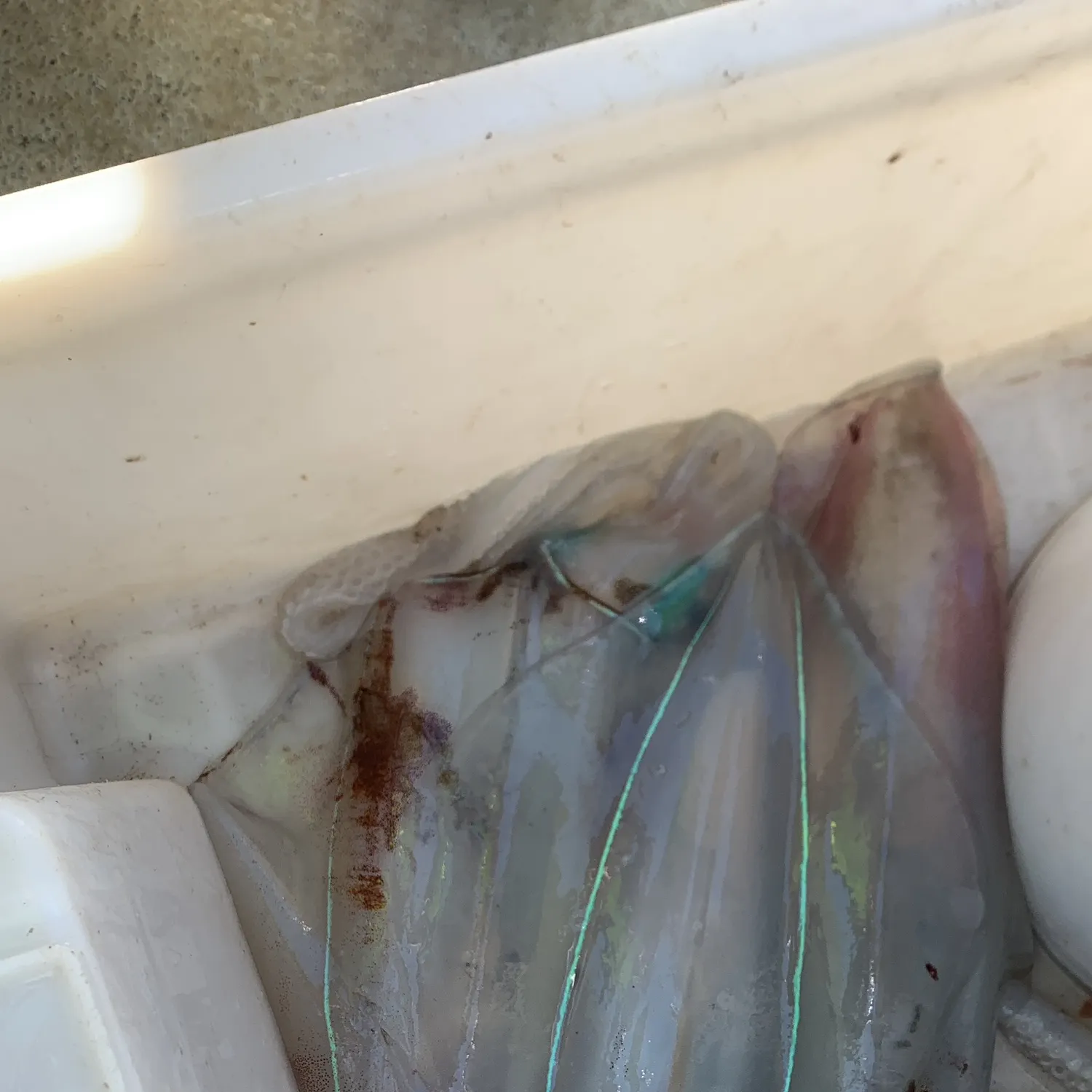 The most recent Southern calamari catches on Fishbrain