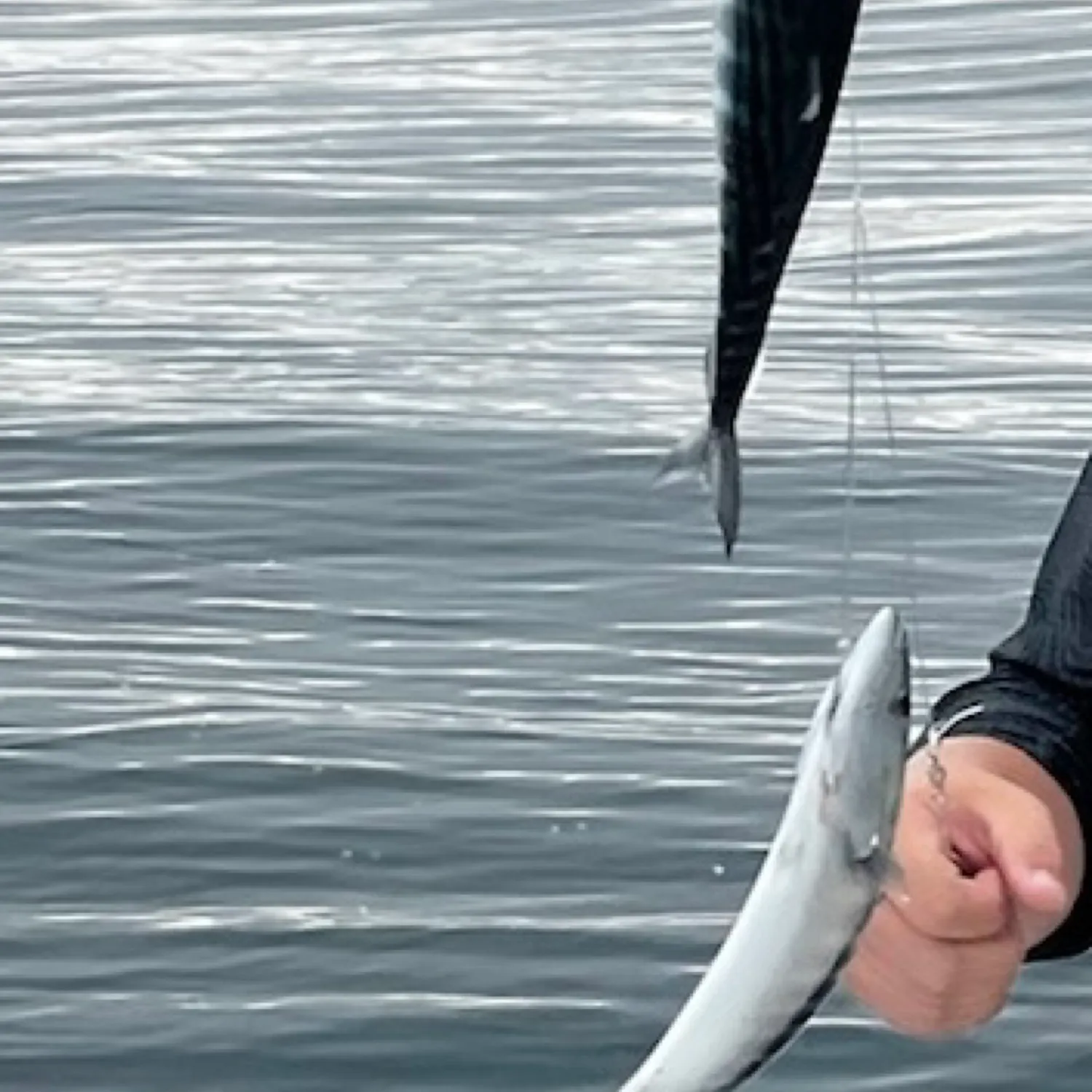 The most recent Plain bonito catches on Fishbrain