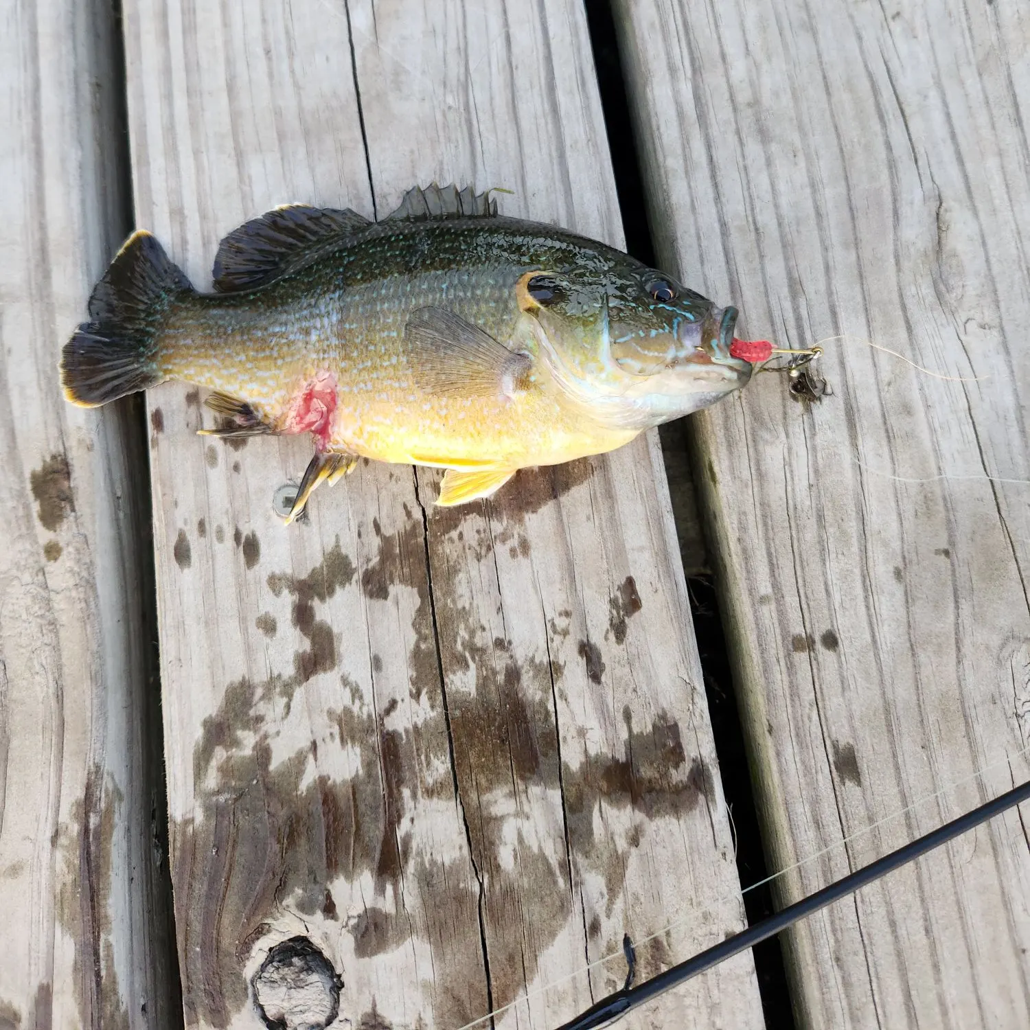 recently logged catches
