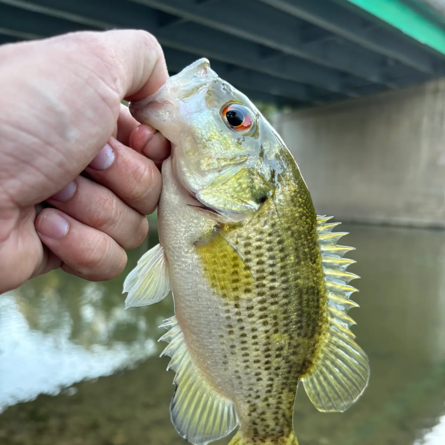 The most recent Rock bass catches on Fishbrain