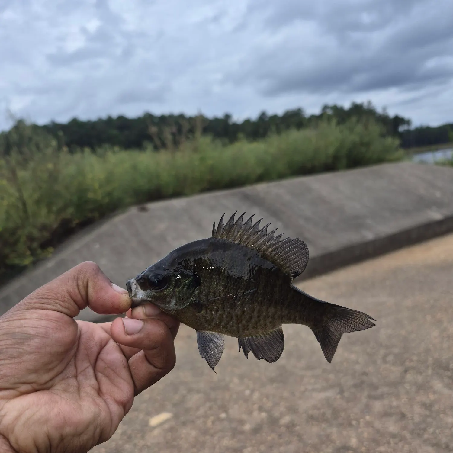Bluegill caught on Fishbrain