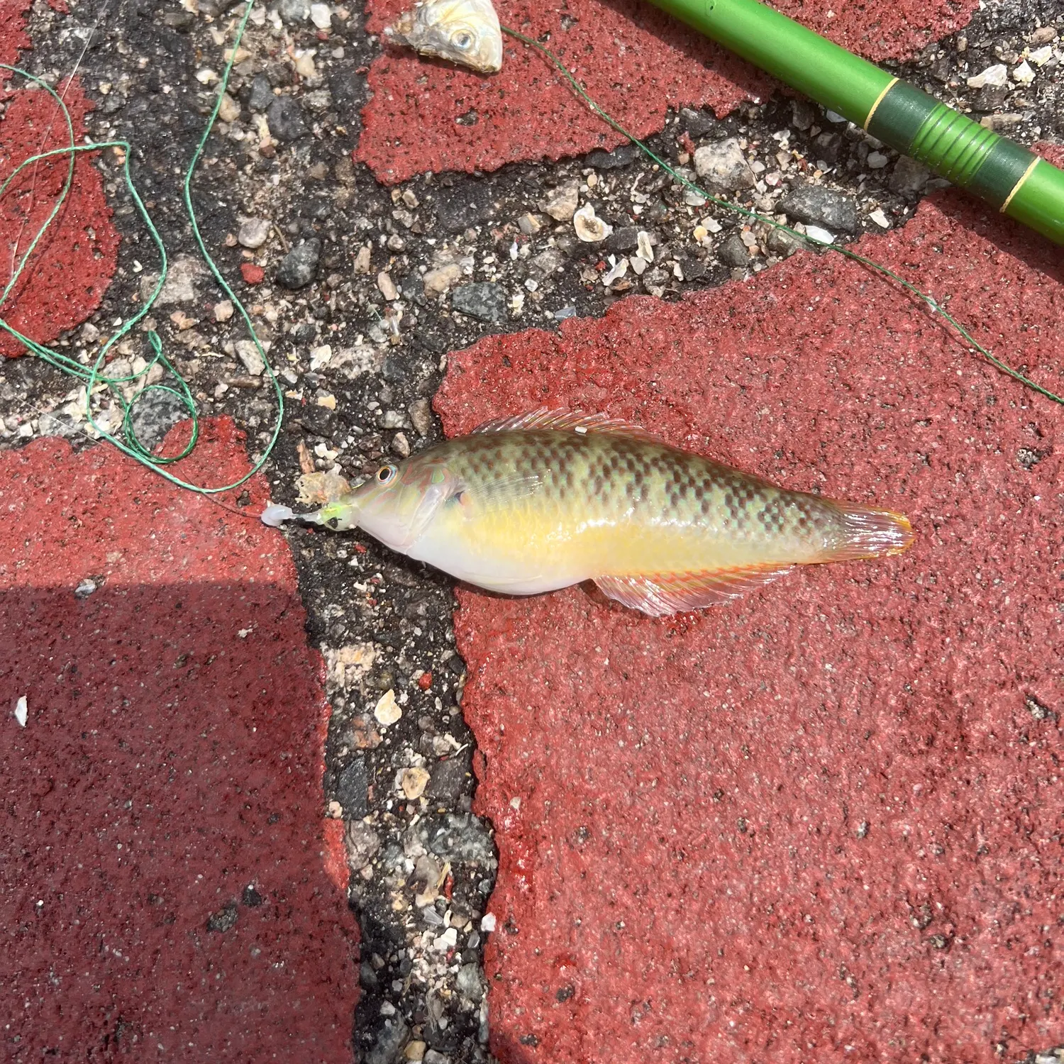 The most recent Bubblefin wrasse catches on Fishbrain