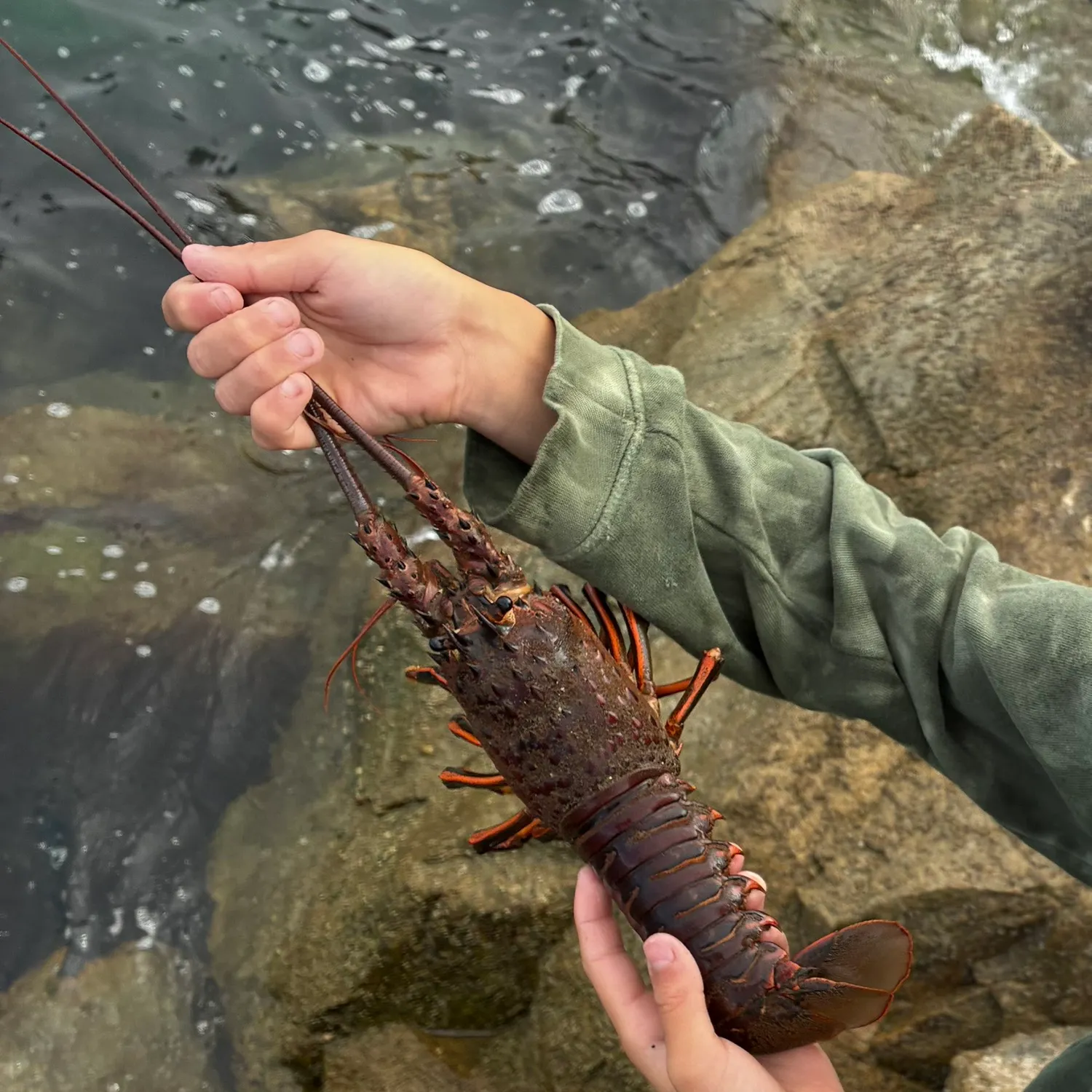The most recent California spiny lobster catches on Fishbrain