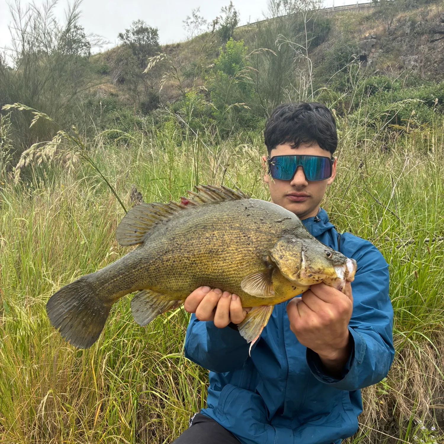 The most recent Golden perch catches on Fishbrain