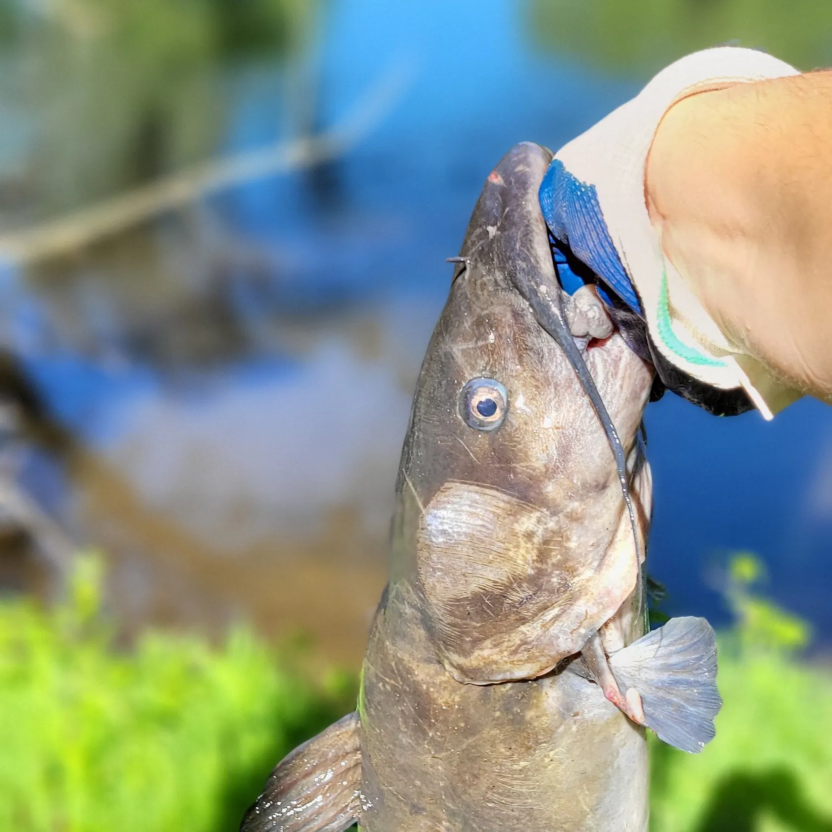 catch