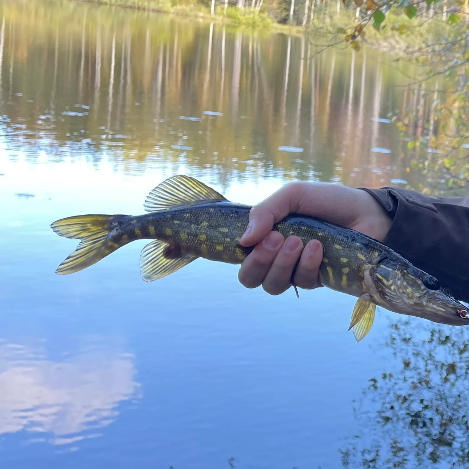 Northern pike caught on Fishbrain