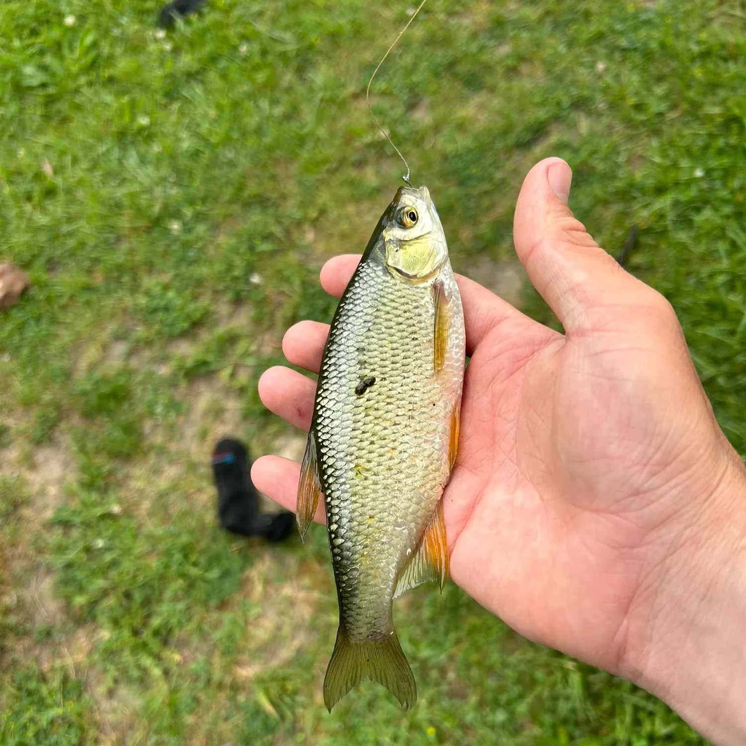 The most recent Golden shiner catches on Fishbrain