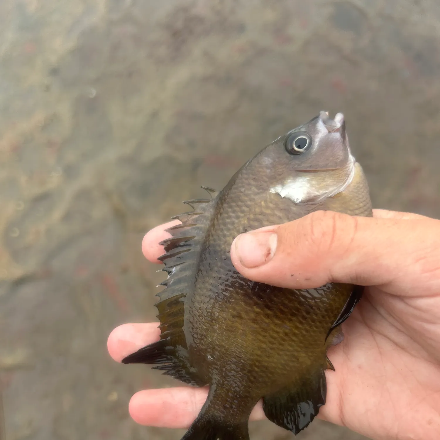 The most recent Bluegill catches on Fishbrain