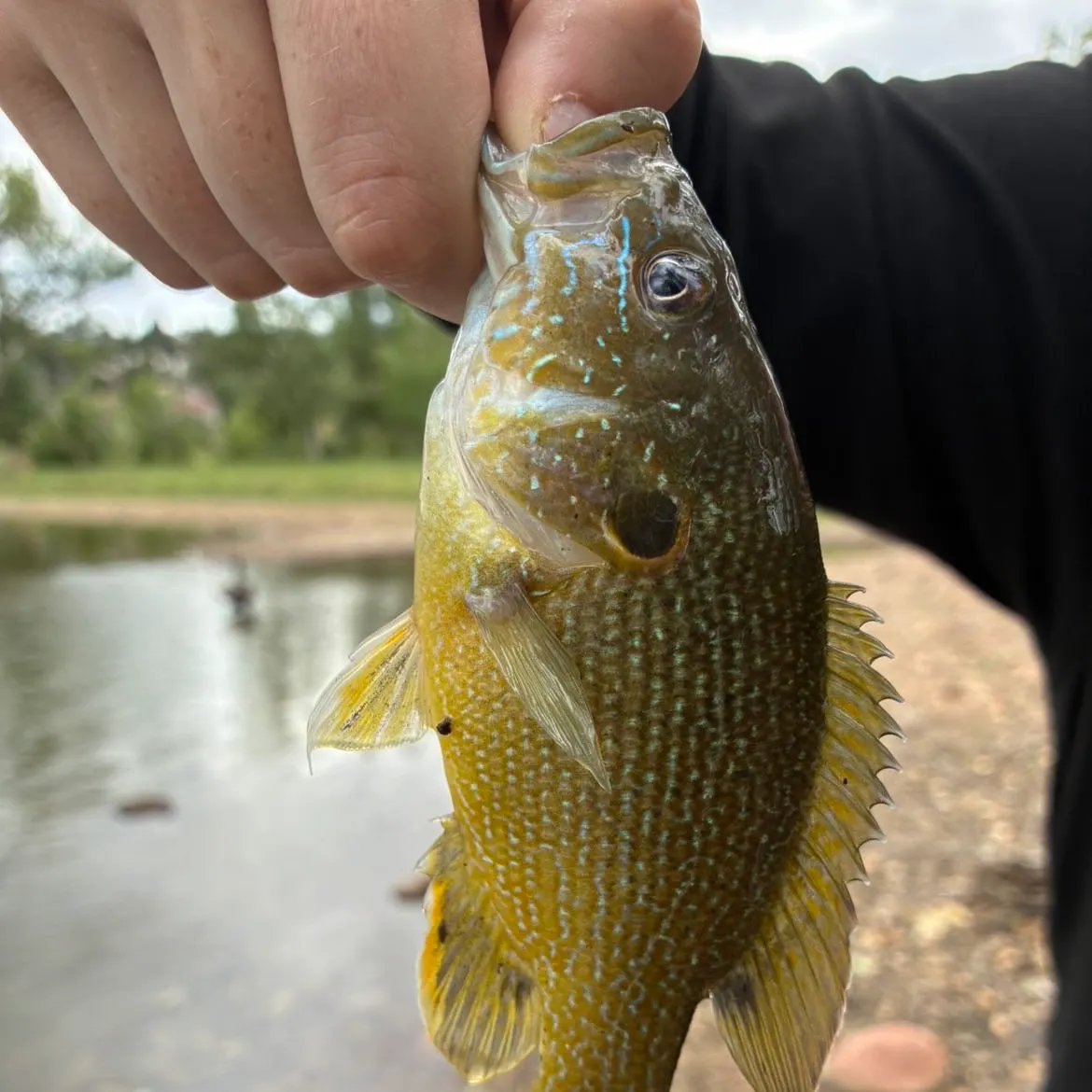Green sunfish caught on Fishbrain