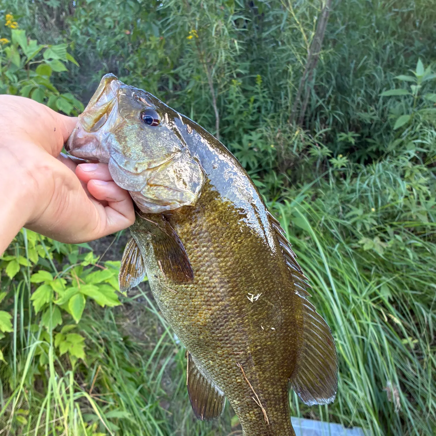 Smallmouth bass caught on Fishbrain
