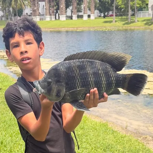 Zebra tilapia caught on Fishbrain