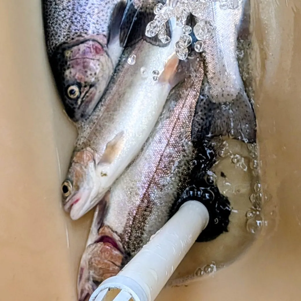 Rainbow trout caught on Fishbrain
