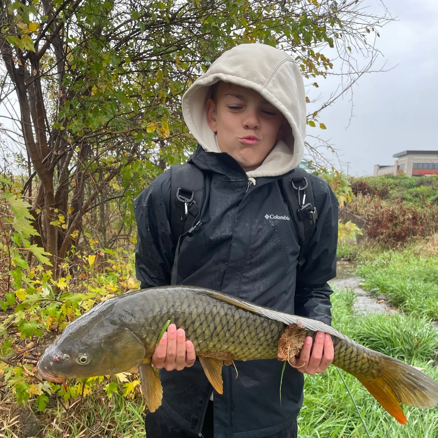 Common carp caught on Fishbrain
