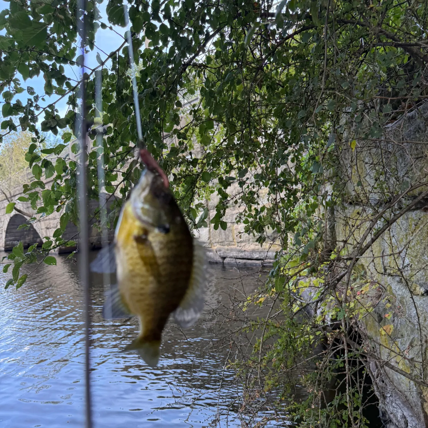 Bluegill caught on Fishbrain