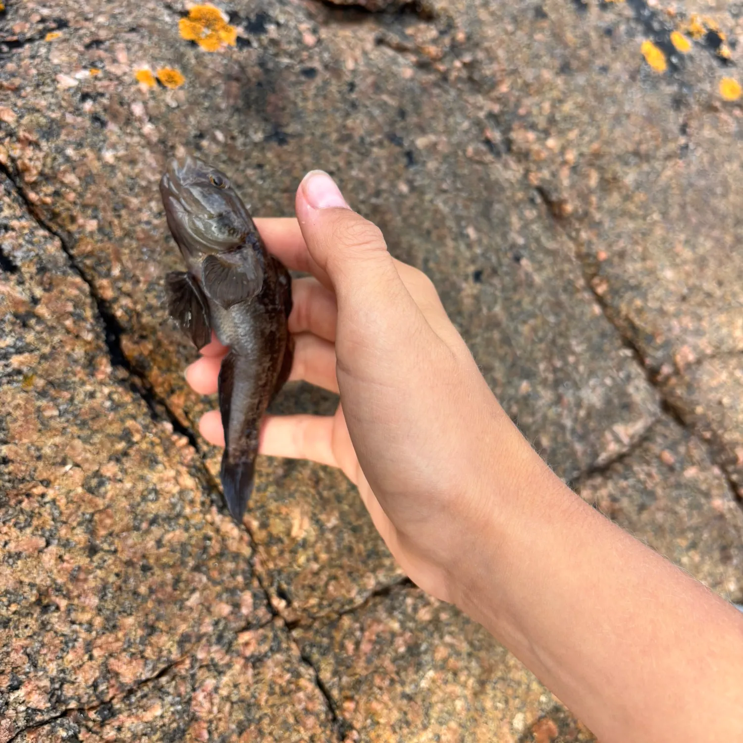 The most recent Black goby catches on Fishbrain