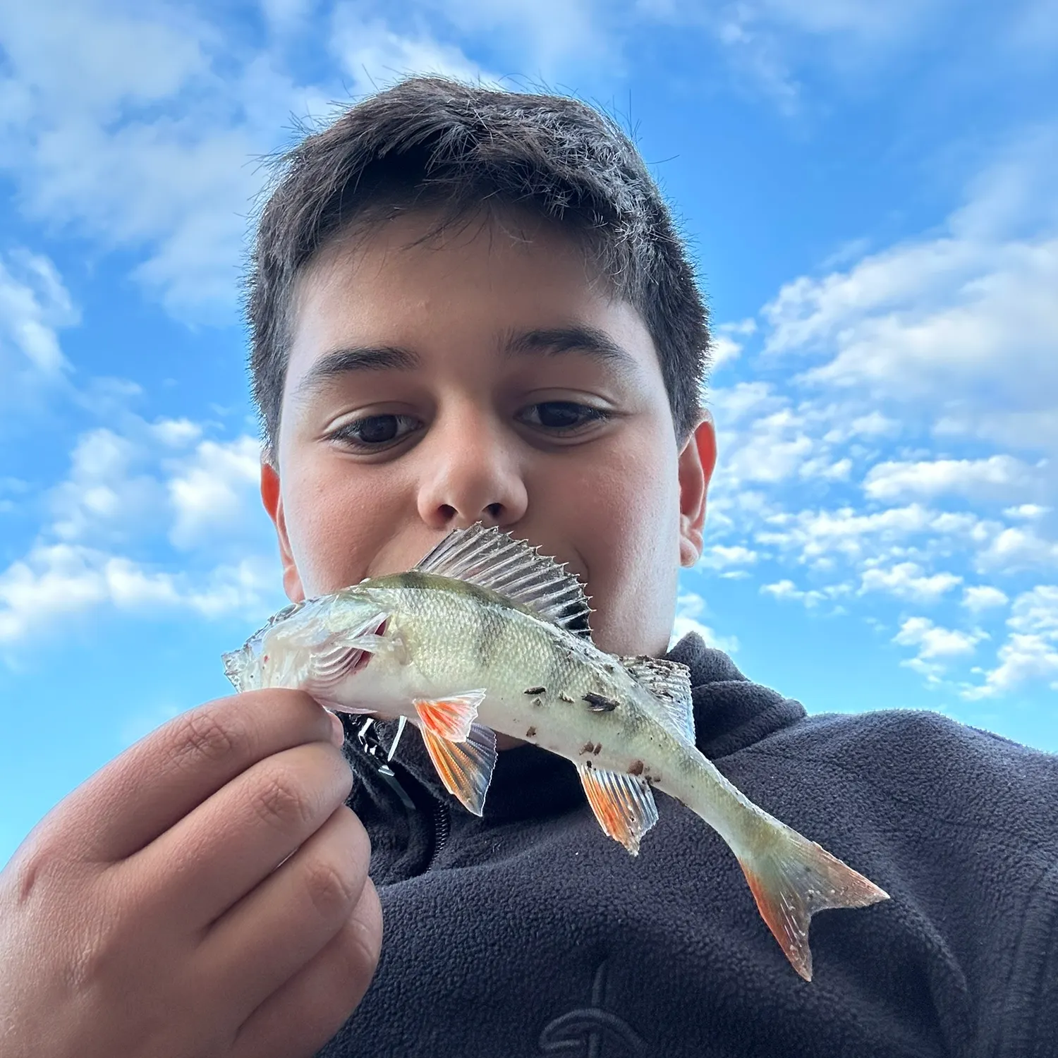 European perch caught on Fishbrain