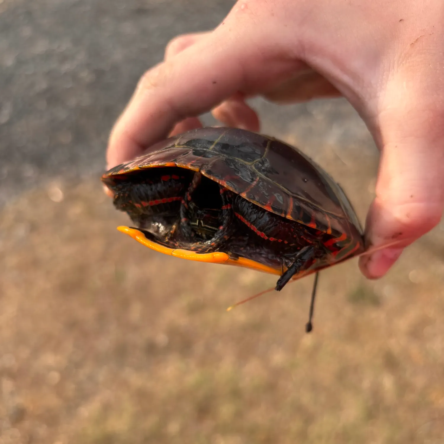 The most recent Painted turtle catches on Fishbrain