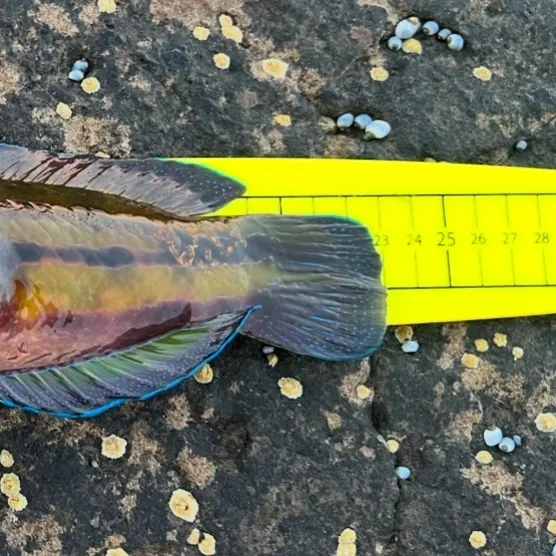 The most recent Patrician wrasse catches on Fishbrain