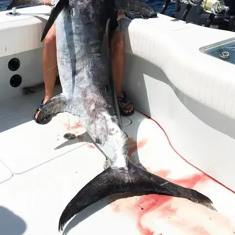 Fish caught on Fishbrain