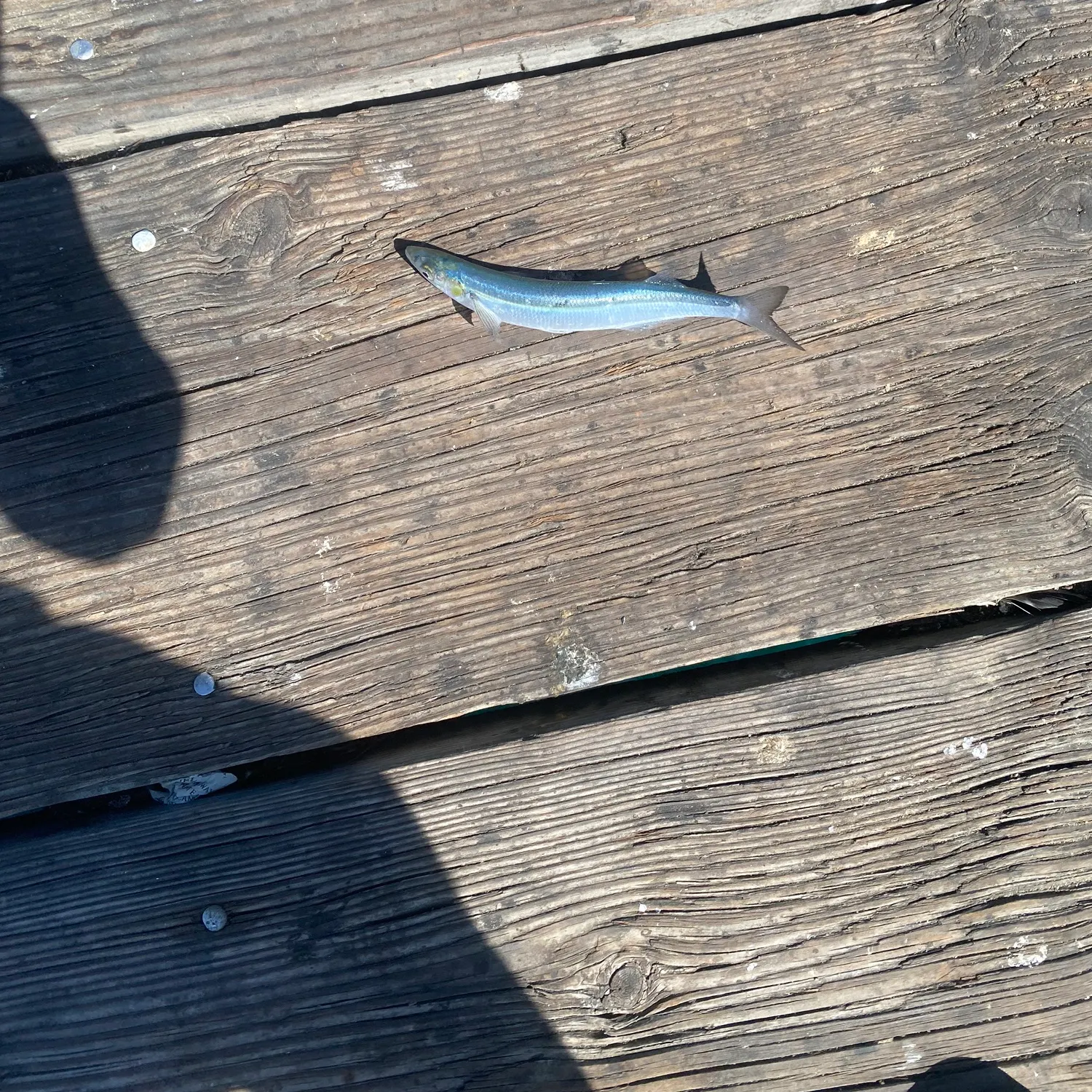 The most recent Surf smelt catches on Fishbrain