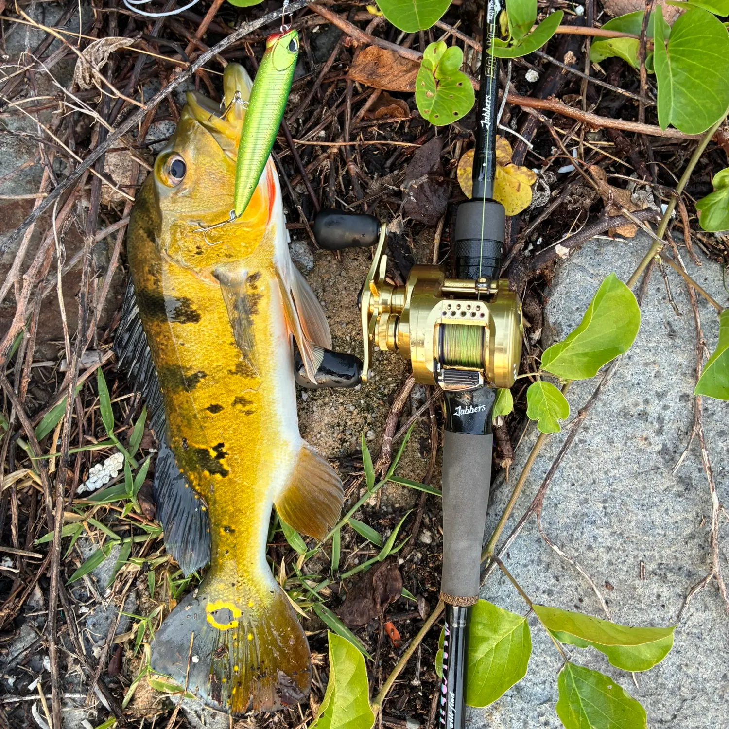 Fish caught on Fishbrain