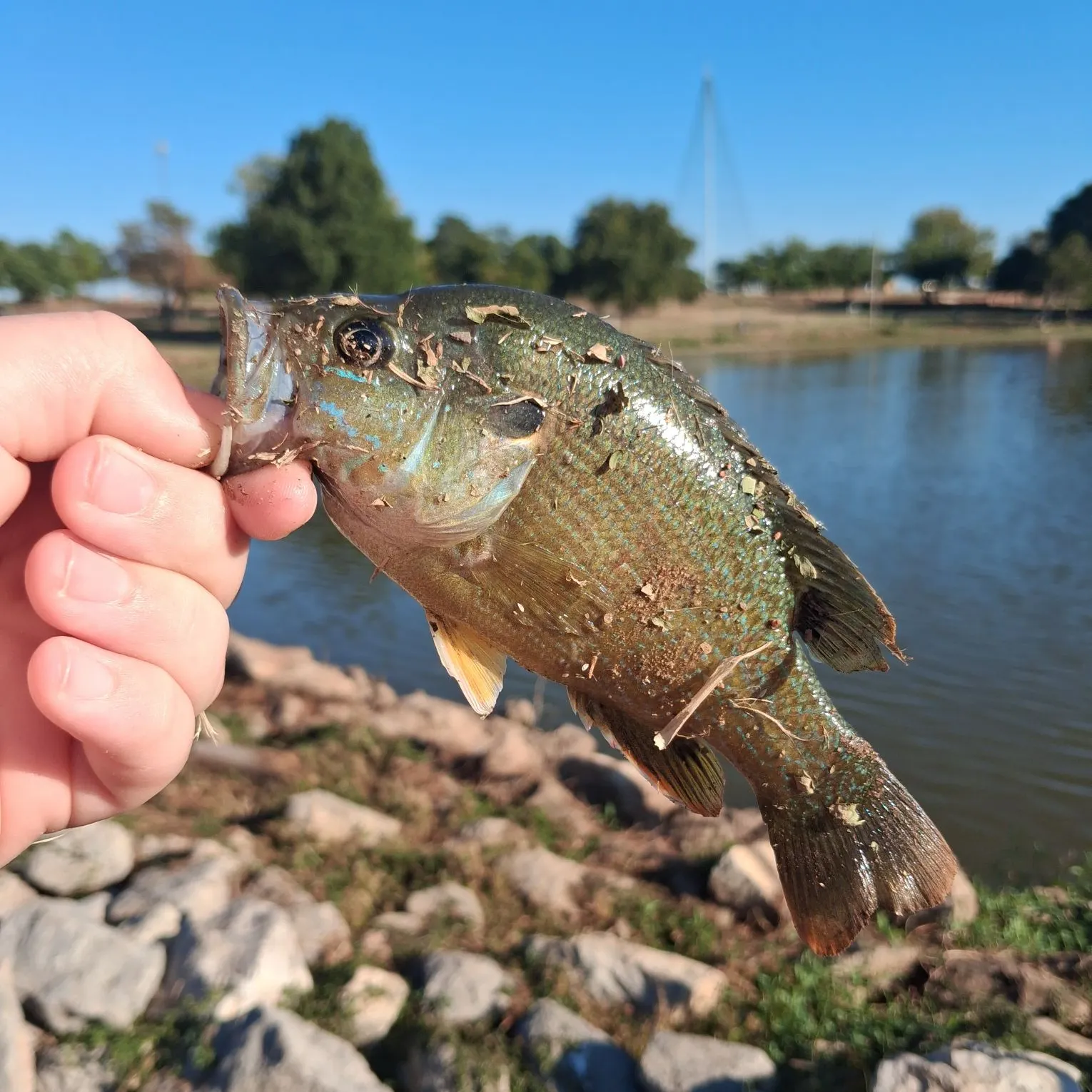 Green sunfish caught on Fishbrain