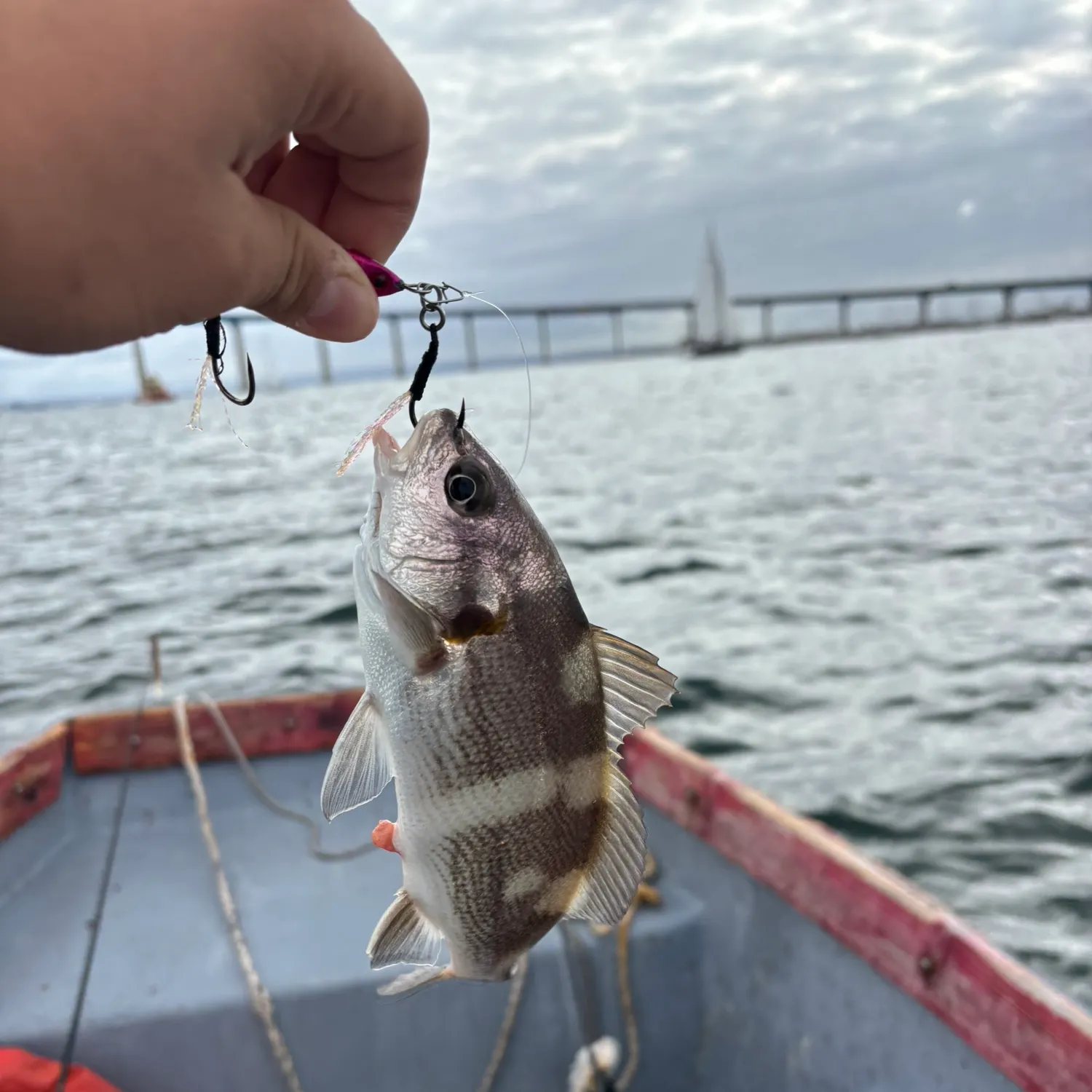 The most recent Black croaker catches on Fishbrain