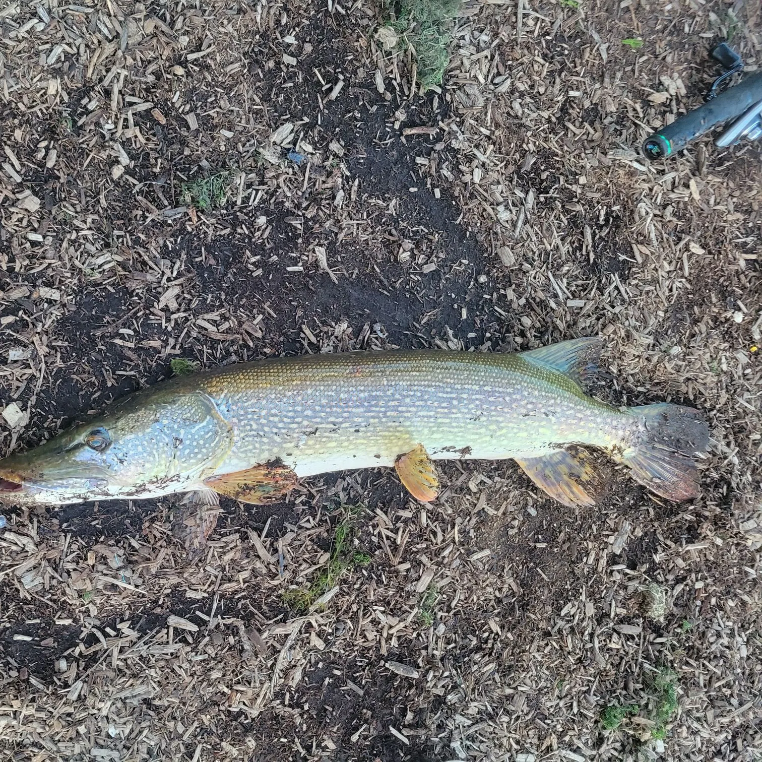 Northern pike caught on Fishbrain