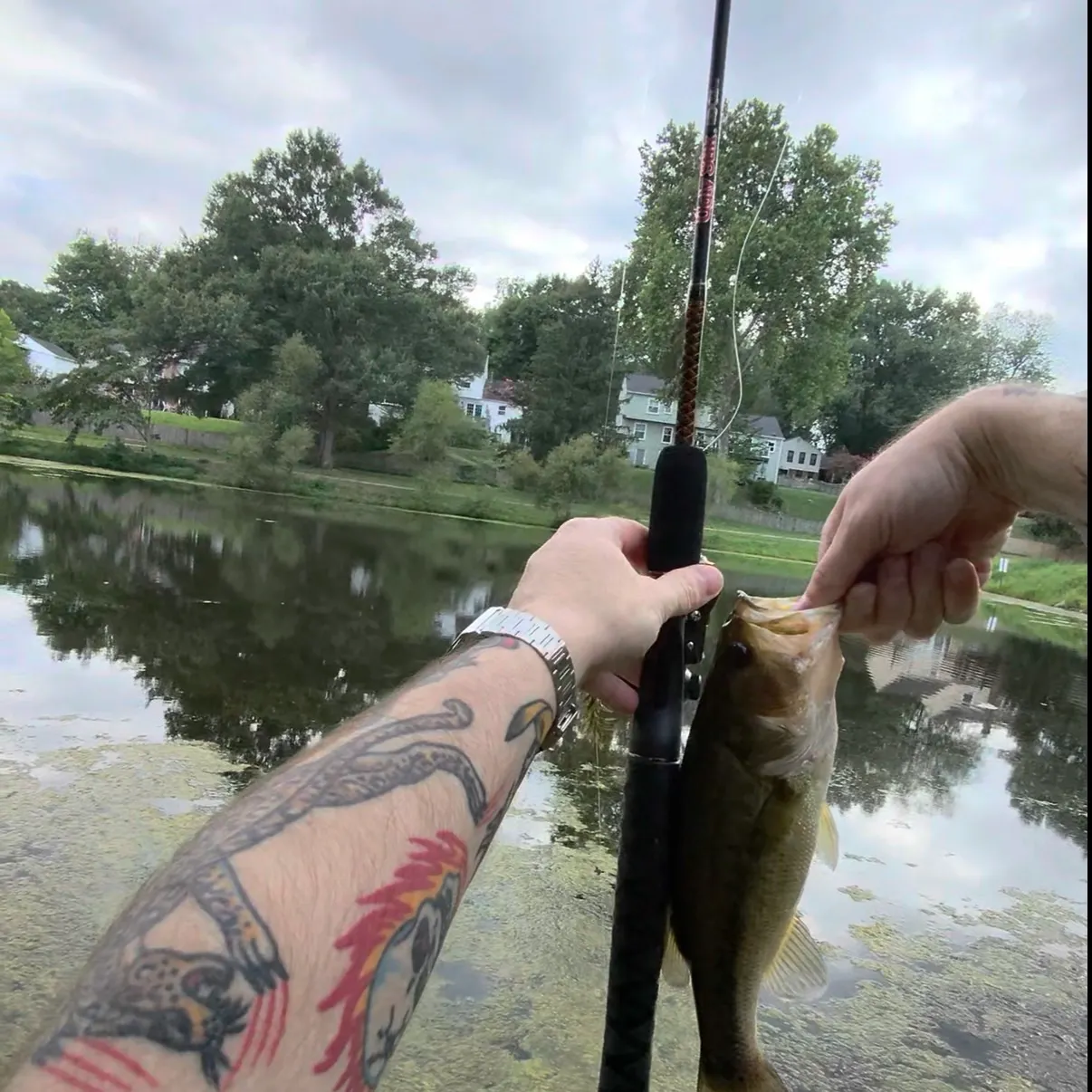 Largemouth bass caught on Fishbrain