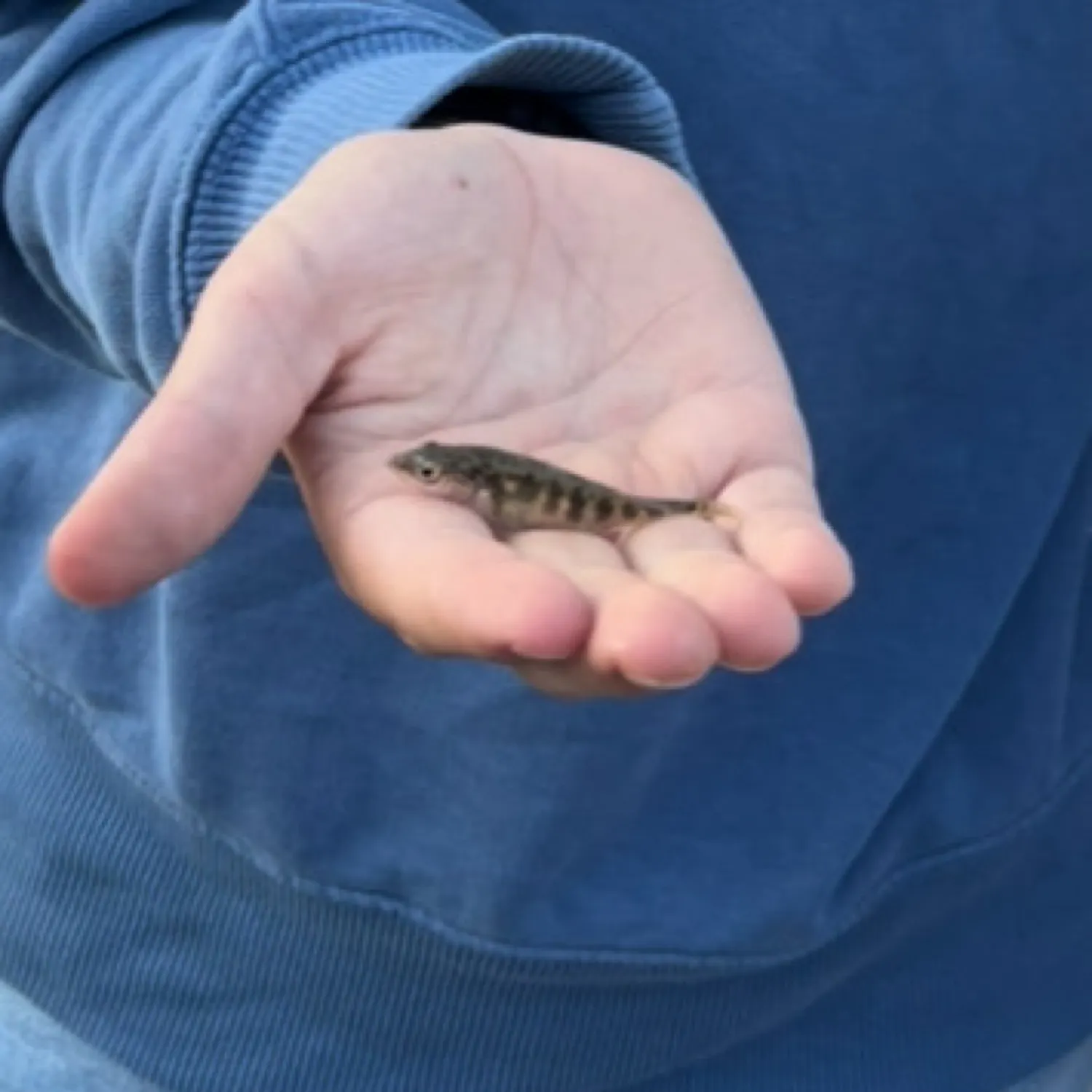 The most recent Eastern silvery minnow catches on Fishbrain